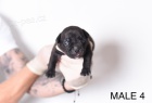 Pocket Micro American Bully �t��ata