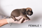 Pocket Micro American Bully �t��ata