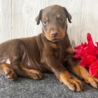 �t��ata dobrmana