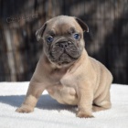 �t��ata francouzsk�ho buldo�ka.