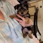 MINI �T���TKO YORKIPOO