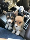�t��ata Pembroke Welsh Corgi