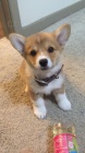�t��ata Pembroke Welsh Corgi
