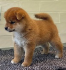 �T��ATA MINI SHIBA INU