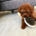 Pudl Toy �t��ata mini