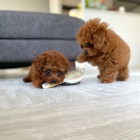 Pudl Toy �t��ata mini