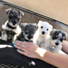 �t��ata mal�ch kn�ra��