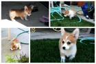 Pred�m �teniatka walesk�ho corgi pembroke