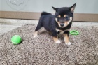 Pred�m zdrav� a dobre vycvi�en� �teniatka Shiba Inu