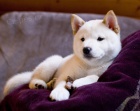 Pred�m zdrav� a dobre vycvi�en� �teniatka Shiba Inu