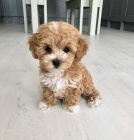 �teniatka Maltipoo na predaj.