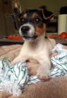 �t��ata jack russell teri�ra.
