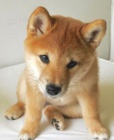 �T��ATA MINI SHIBA INU