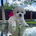 �t��ata bi�onka mini