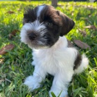 �t��ata mal�ch kn�ra��