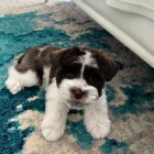 �t��ata mal�ch kn�ra��