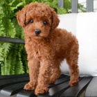 mini �t��ata Cavapoo
