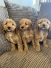 �t��ata Cockapoo mini