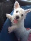 �t��ata West Highland White teri�r� k adopci.