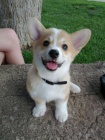�t��ata Pembroke Welsh Corgi