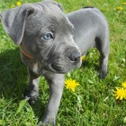 �t��ata staford��rsk�ho bulteri�ra