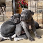 �t��ata staford��rsk�ho bulteri�ra