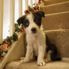 Prod�m �t��ata border kolie