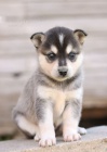 PROD�M �T��ATA ALASKAN KLEE KAI