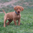 	 kr�tkosrst� �t��ata ma�arsk�ho vizslase k dopov�n�