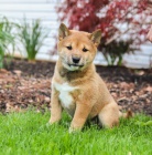�T��ATA MINI SHIBA INU