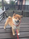 �T��ATA MINI SHIBA INU