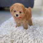 Pudl Toy �t��ata mini