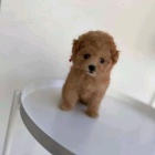 Pudl Toy �t��ata mini