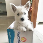 �t��ata West Highland White teri�r� k adopci.