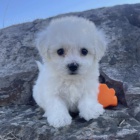 �t��ata bi�onka.