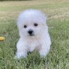 �t��ata bi�onka.