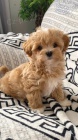 Prod�m �t��ata Maltipoo