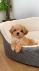 Prod�m �t��ata Maltipoo
