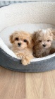 Prod�m �t��ata Maltipoo
