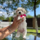 �t��ata bi�onka.