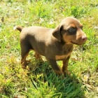 �t��ata dobrmana