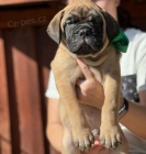 Prod�m �t��ata bullmastiffa