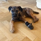 Prod�m �t��ata border teri�ra