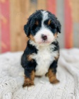 mini �t��ata Bernedoodle.
