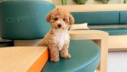 mini �t��ata Cavapoo
