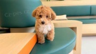 mini �t��ata Cavapoo