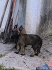 Belgick� ov��k malinois