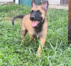 Belgick� ov��k malinois