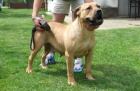 Boerboel (jihoafrick� mastif) �t��ata