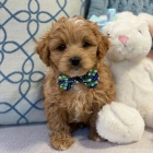 mini �t��ata Cavapoo